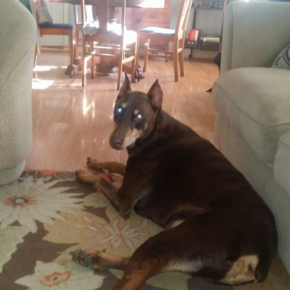 Meet your Posher, Jesse - Picture 1 of 1